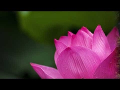Meditation - Abundance